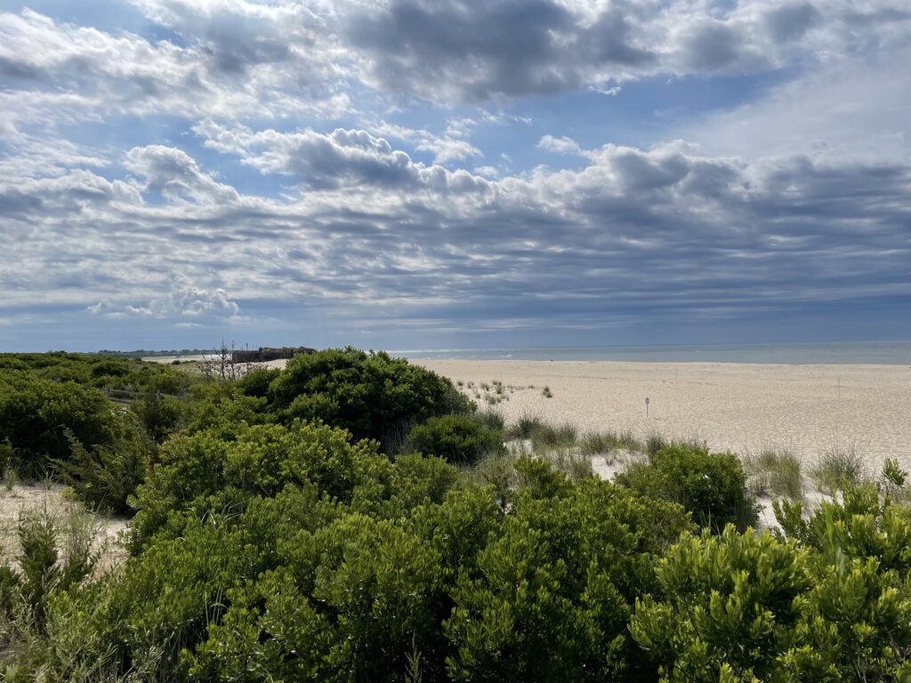 a landscape with trees and bushes (MyCoast AI)