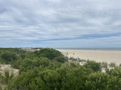 a beach with trees and bushes (MyCoast AI)