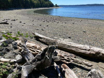 a beach with logs and trees (MyCoast AI)
