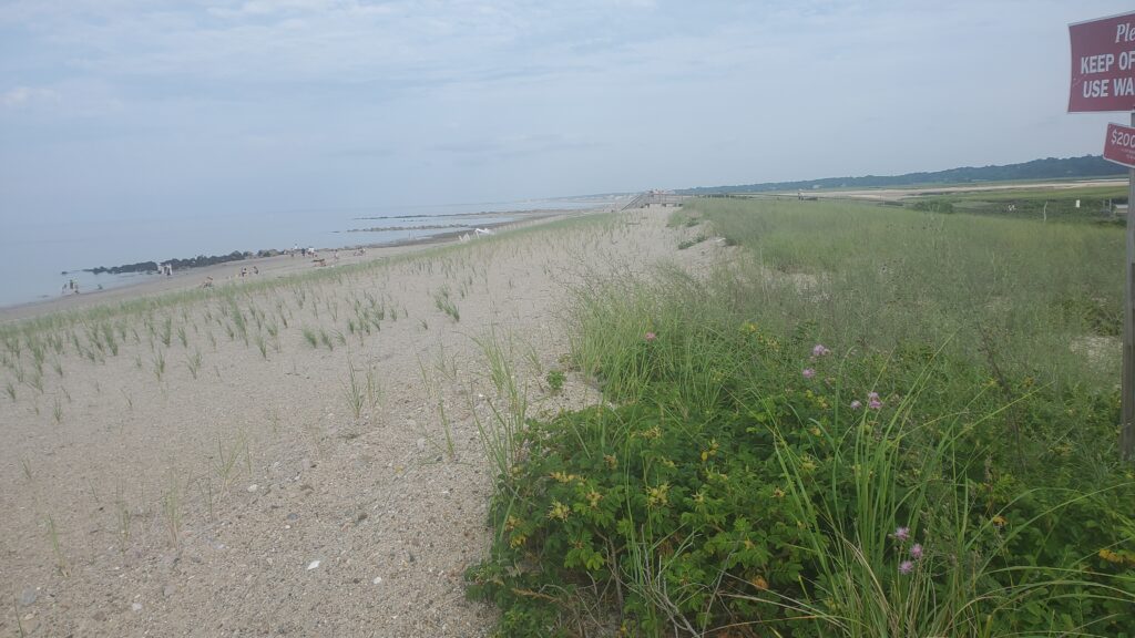 a dirt road next to a field (MyCoast AI)