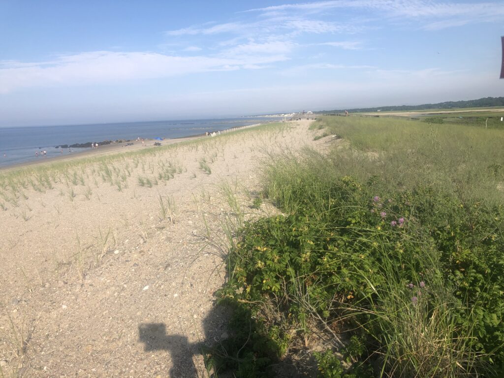 a sandy beach with grass and water (MyCoast AI)