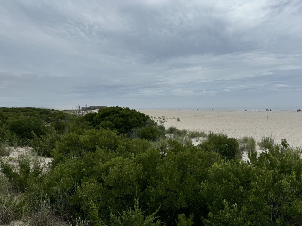 a landscape with trees and bushes (MyCoast AI)