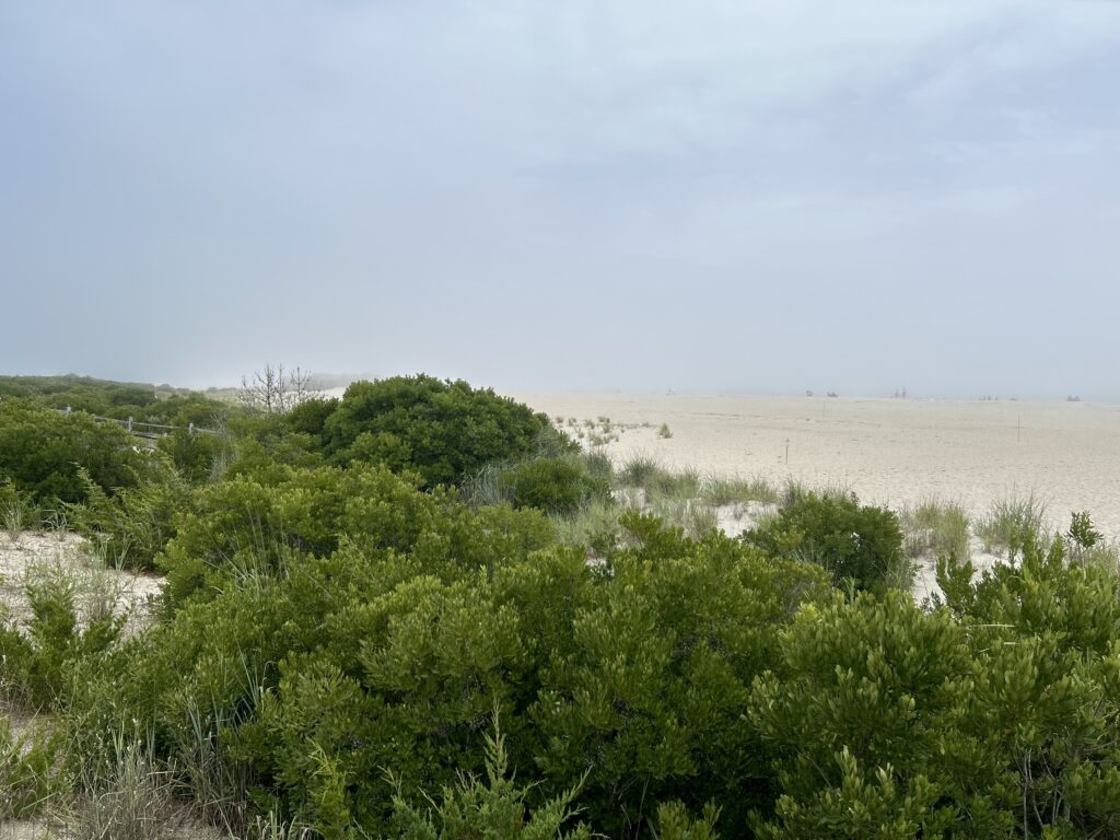 a field of green plants (MyCoast AI)