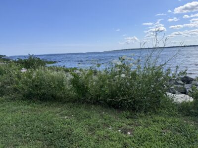 a grassy area with water in the background (MyCoast AI)