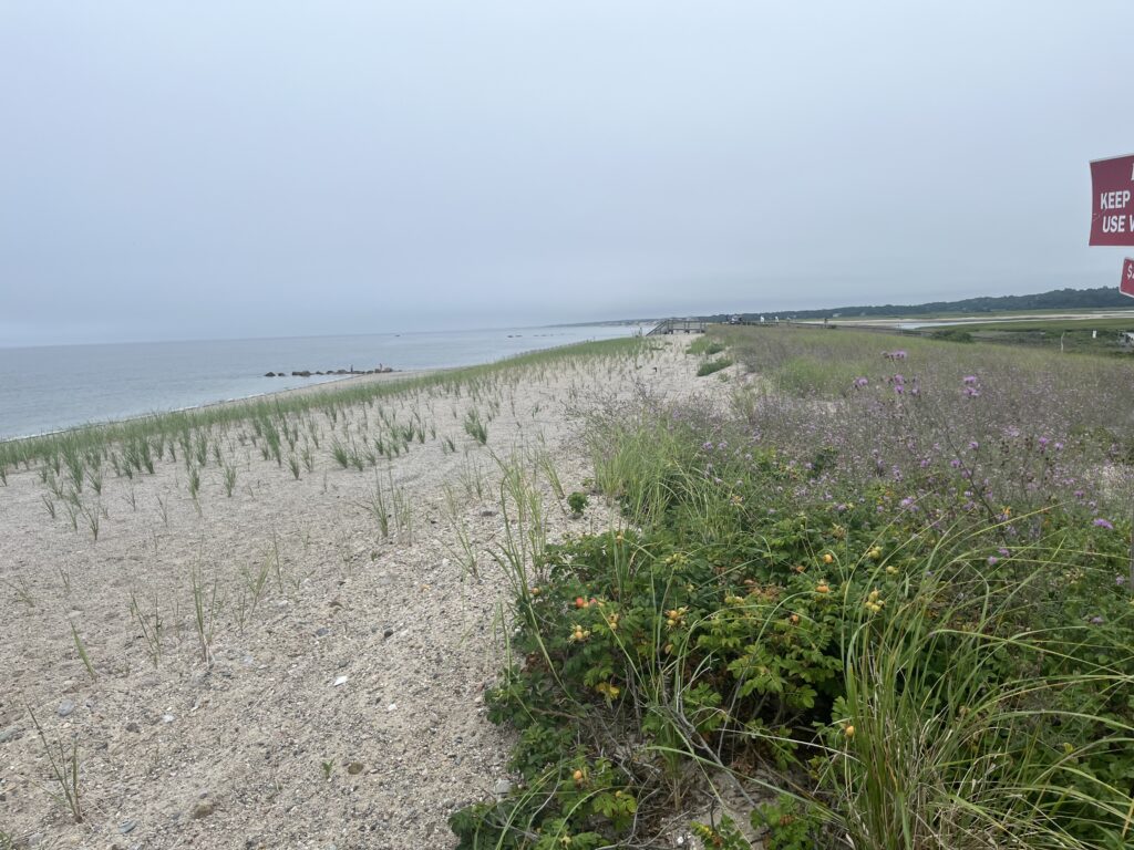 a beach with plants and flowers (MyCoast AI)