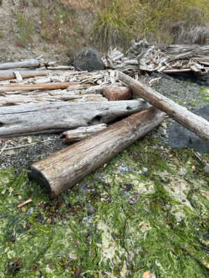 a group of logs in a grassy area (MyCoast AI)