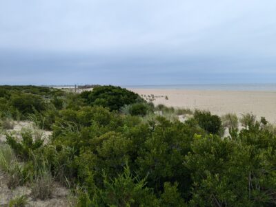 a beach with trees and bushes (MyCoast AI)