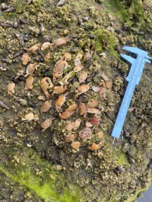 a blue shovel on the ground (MyCoast AI)