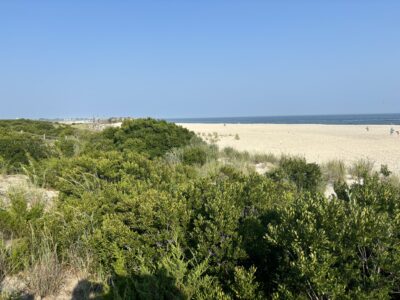 a landscape with trees and bushes (MyCoast AI)