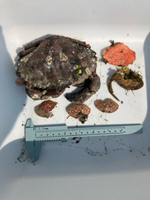 a piece of meat on a plate (MyCoast AI)