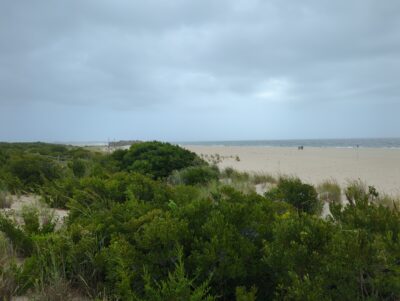 a beach with trees and bushes (MyCoast AI)