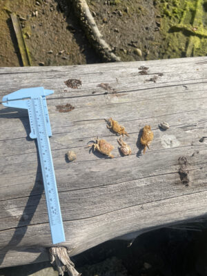 a group of bees on a wood deck (MyCoast AI)