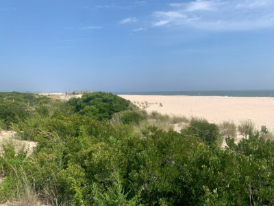 a landscape with trees and bushes (MyCoast AI)