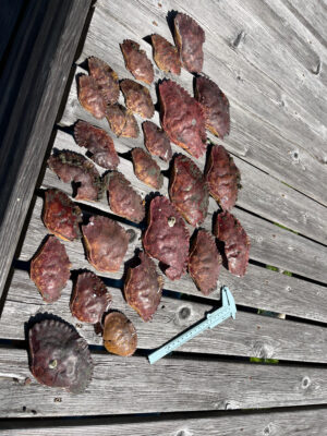 a group of meat on a wooden surface (MyCoast AI)