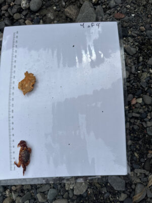 a book on a rocky surface (MyCoast AI)