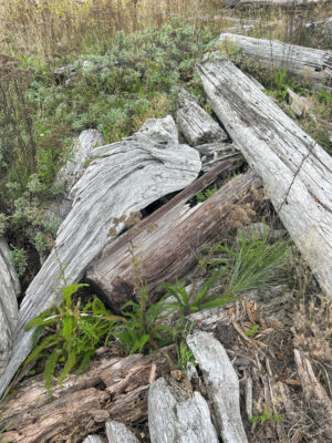 a group of logs in a forest (MyCoast AI)