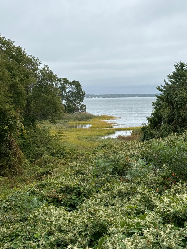 a beach with trees and bushes (MyCoast AI)