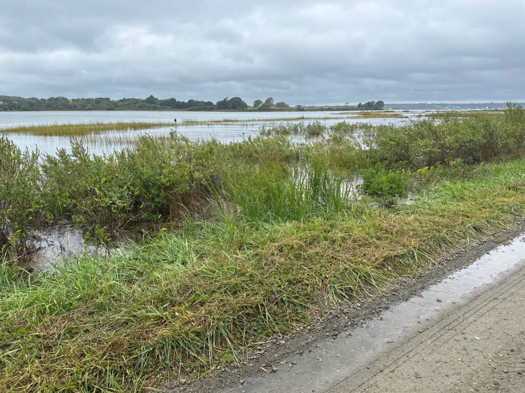 a body of water with plants and grass around it (MyCoast AI)