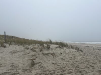 a sandy beach with plants growing on it (MyCoast AI)