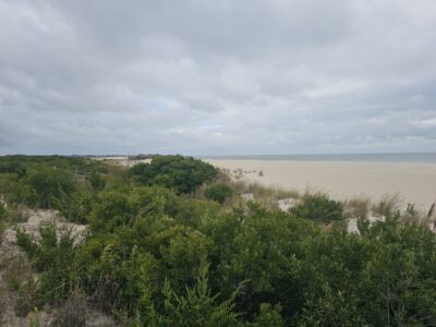 a beach with trees and bushes (MyCoast AI)
