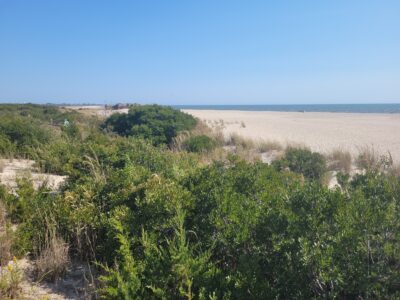 a landscape with trees and bushes (MyCoast AI)