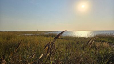 a grassy area next to a body of water (MyCoast AI)