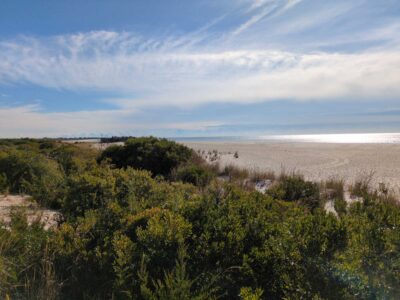 a landscape with trees and bushes (MyCoast AI)