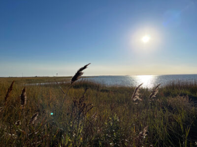 a bird flying over a grassy field (MyCoast AI)