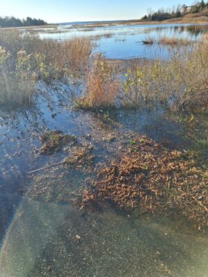 a body of water with plants and trees around it (MyCoast AI)