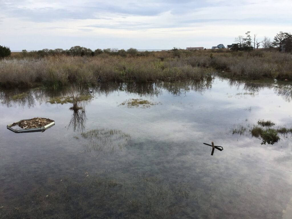 a bird flying over a body of water (MyCoast AI)