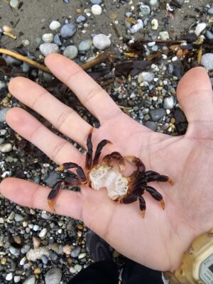 a hand holding a crab (MyCoast AI)