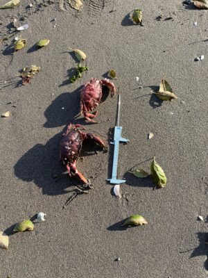 a group of crab on the sand (MyCoast AI)