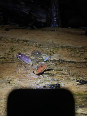 a group of snails on a log (MyCoast AI)
