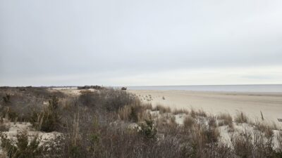 a field of grass and trees (MyCoast AI)