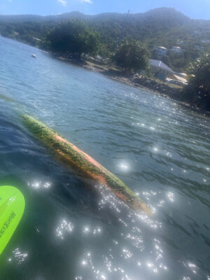 a river with a beach and trees (MyCoast AI)