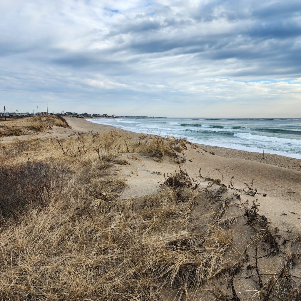 a beach with tall grass and water (MyCoast AI)