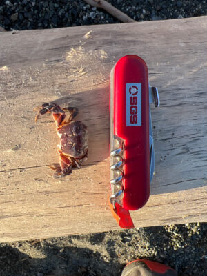 a bee on a red and white object (MyCoast AI)