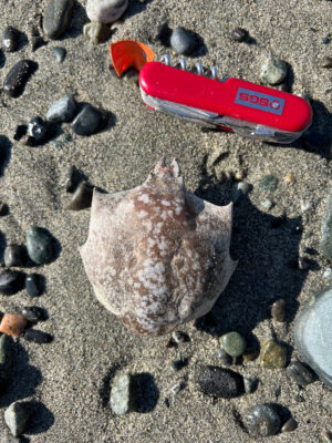 a crab on the sand (MyCoast AI)