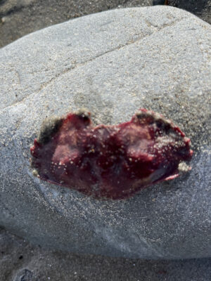 a piece of red meat on a stone (MyCoast AI)