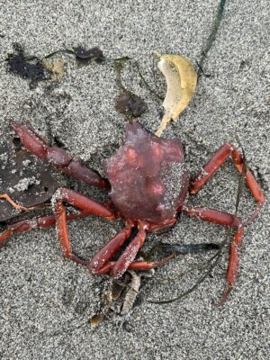 a crab on a concrete surface (MyCoast AI)