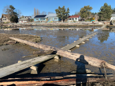a group of birds on a dock (MyCoast AI)