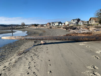 a beach with houses in the background (MyCoast AI)