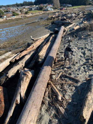 a dog standing on a beach (MyCoast AI)