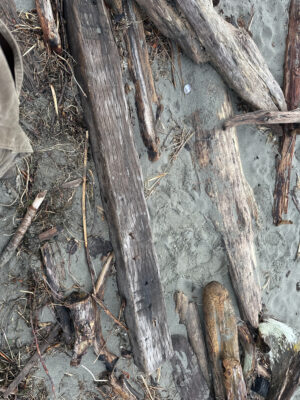 a tree trunk with many cut branches (MyCoast AI)