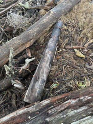 a lizard on a log (MyCoast AI)