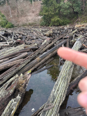 a hand holding a piece of wood over a stream of water (MyCoast AI)