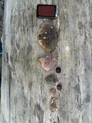 a group of bees on a wood surface (MyCoast AI)