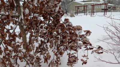 a tree covered in snow (MyCoast AI)