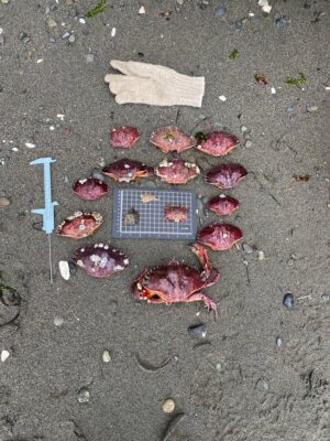 a group of red and black objects on a concrete surface (MyCoast AI)