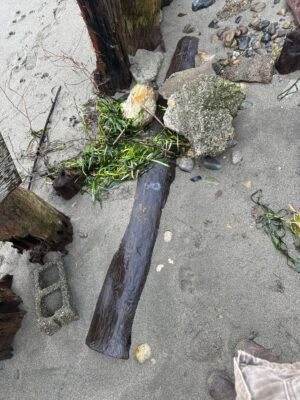 a lizard on a rock (MyCoast AI)